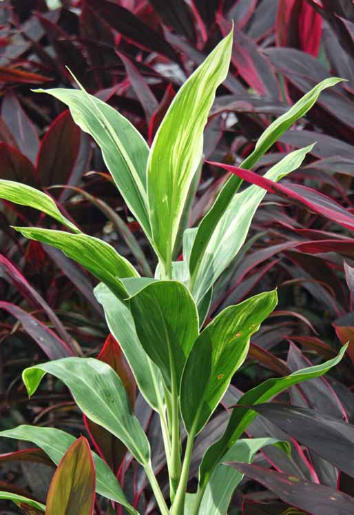 Cordyline sp.