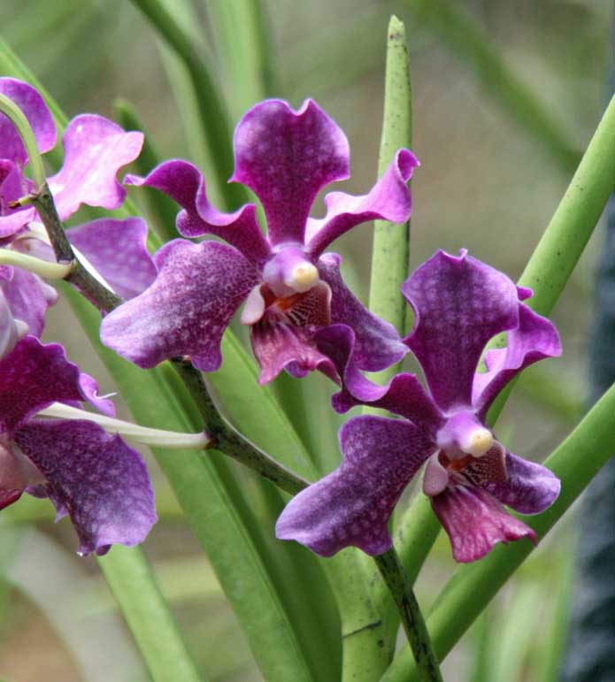 Vanda Chao Praya Violet