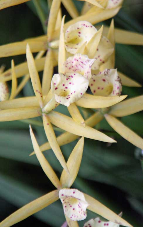 Brassolaeliocattleya@Yellow Bird