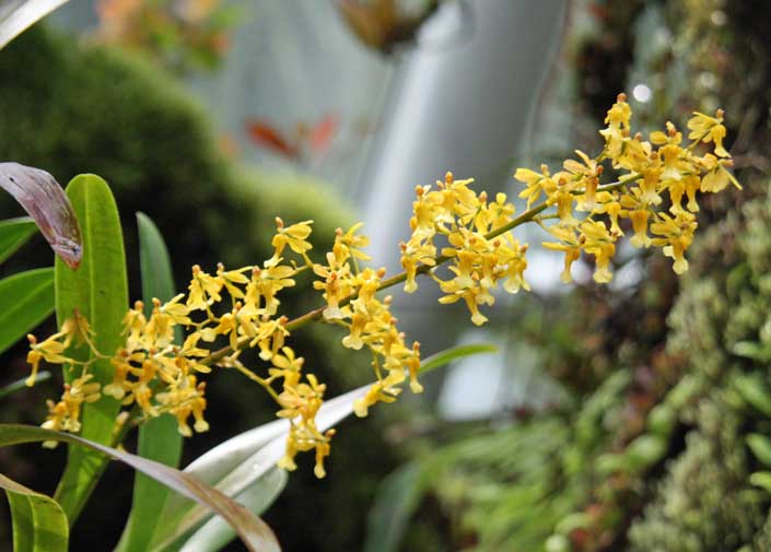 Oncidium chrysomophum