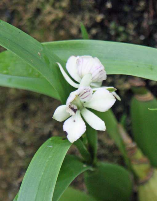 Prosthechea radiata