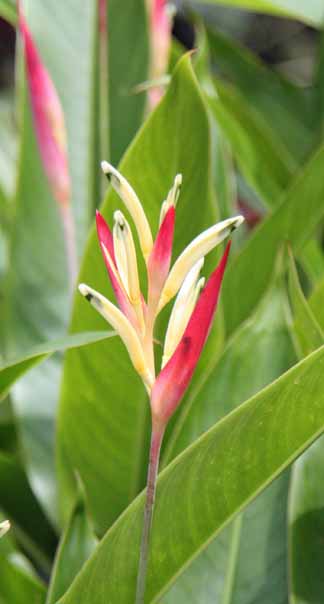 Heliconia psittacorum