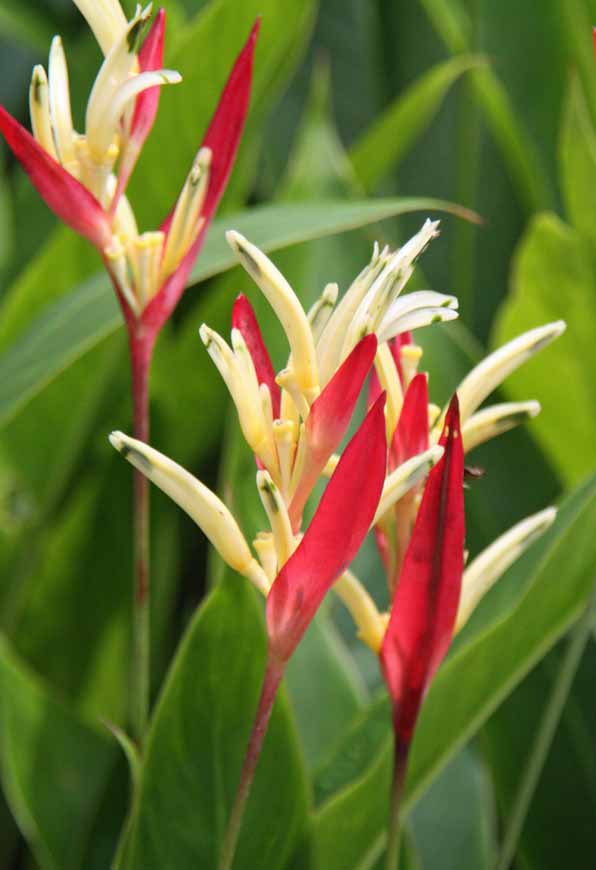 Heliconia psittacorum