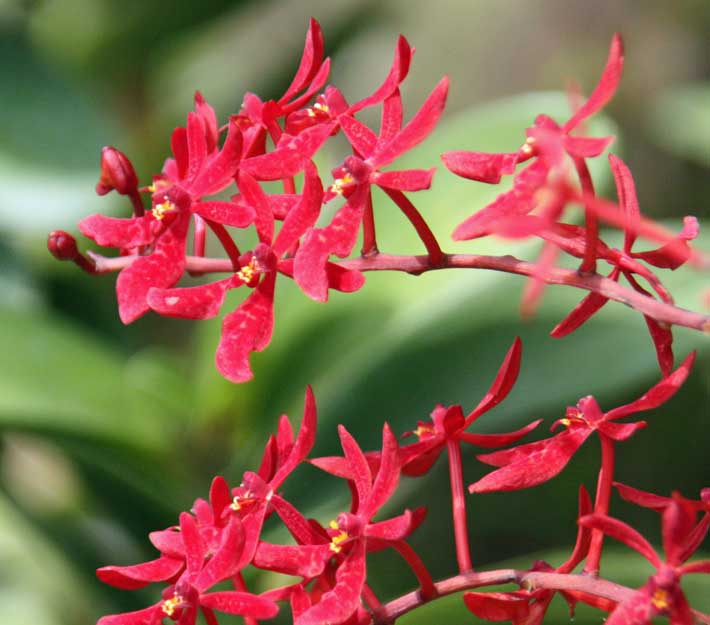 Renanthera Singa