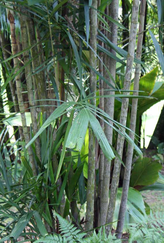 Hydriastele microspadix