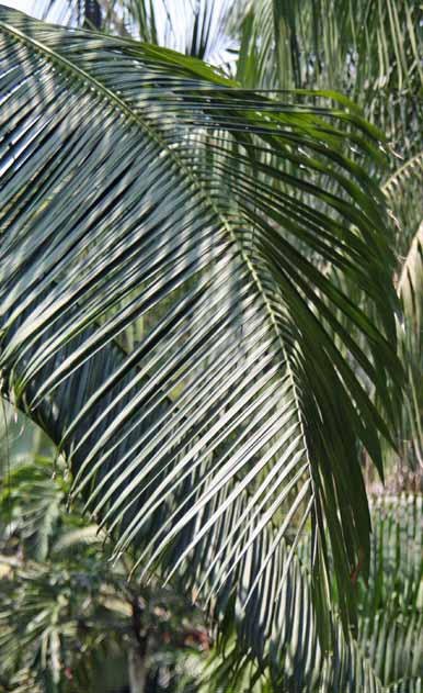 Dypsis leptocheilos