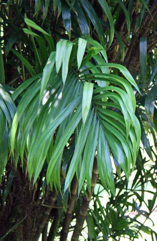 Bactris guineensis