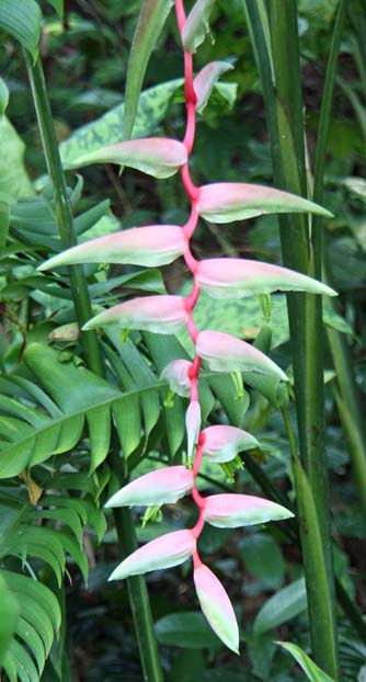 Heliconia sp.