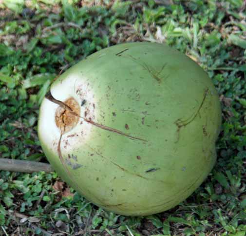 Cocos nucifera