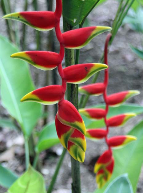 Heliconia rostrata