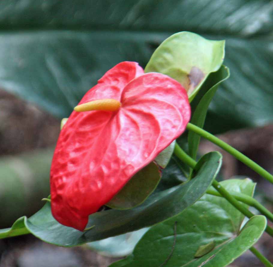 Anthurium andraenum