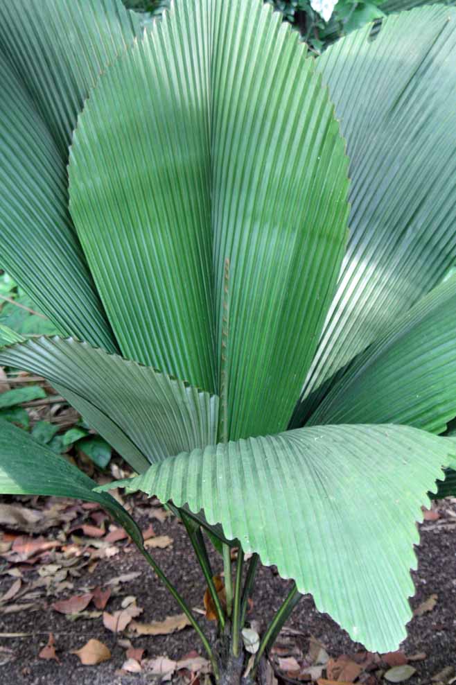 Johannesteijsmannia lanceolata