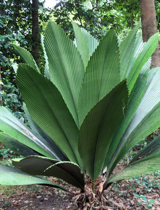 Johannesteijsmannia lanceolata