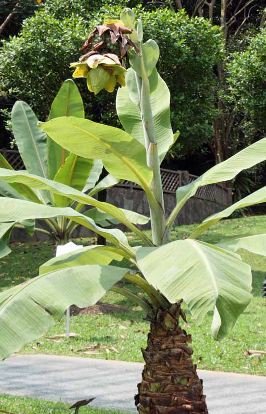 Ensete sp.