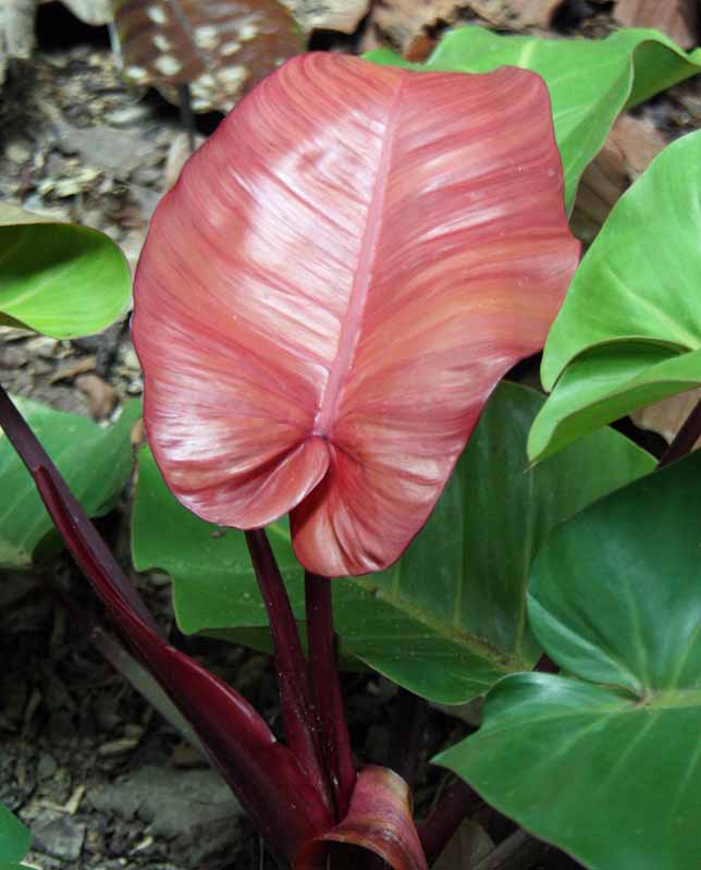 Philodendron erubescens