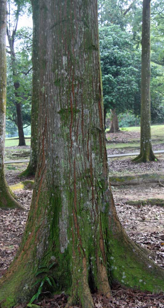 Hopea odorata