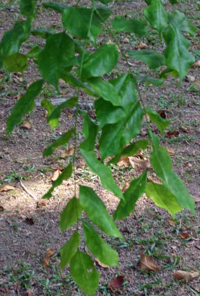 Pterocarpus indicus