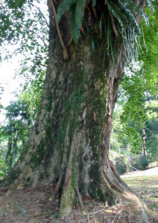 Pterocarpus indicus