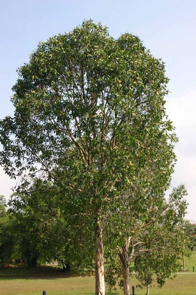 Melaleuca cajuputi