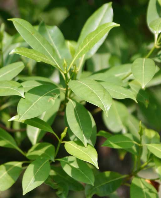 Fagraea fragrans