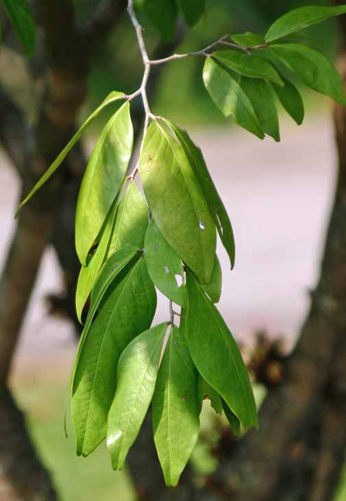 Cynometra cauliflora