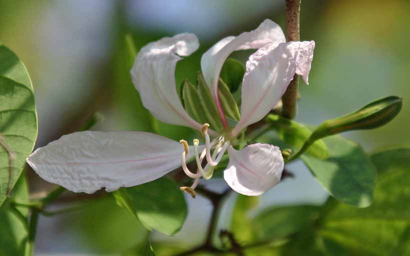 Bauhinia purpurea