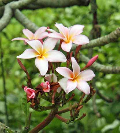 Plumeria rubra