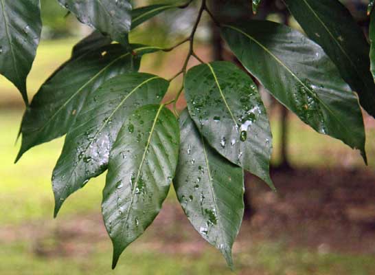 Dipterocarpus kerrii