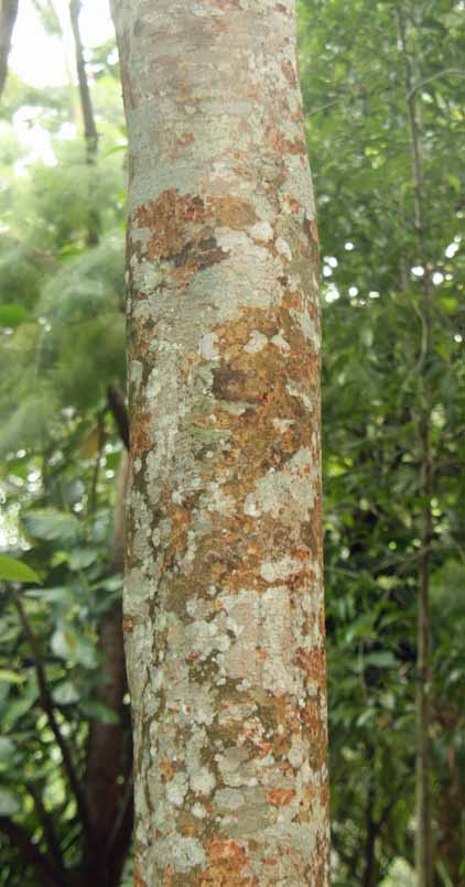 Pometia pinnata