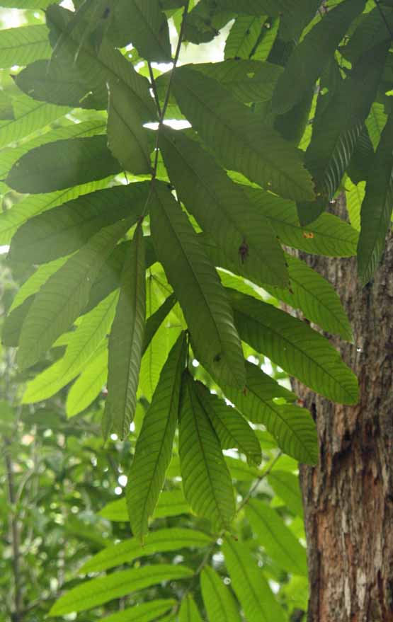 Pometia pinnata