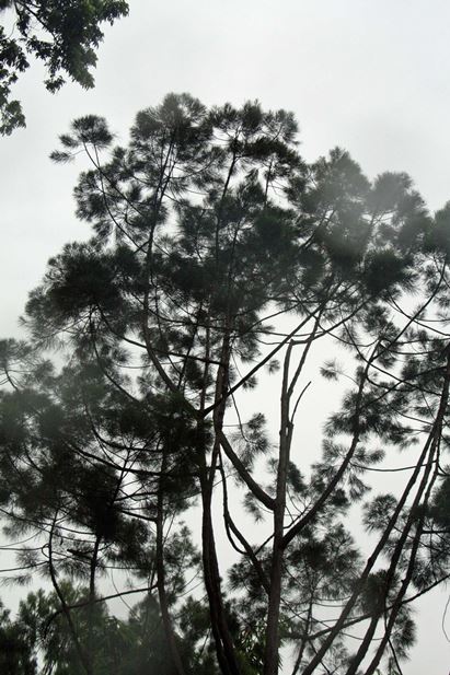 Casuarina nobilis