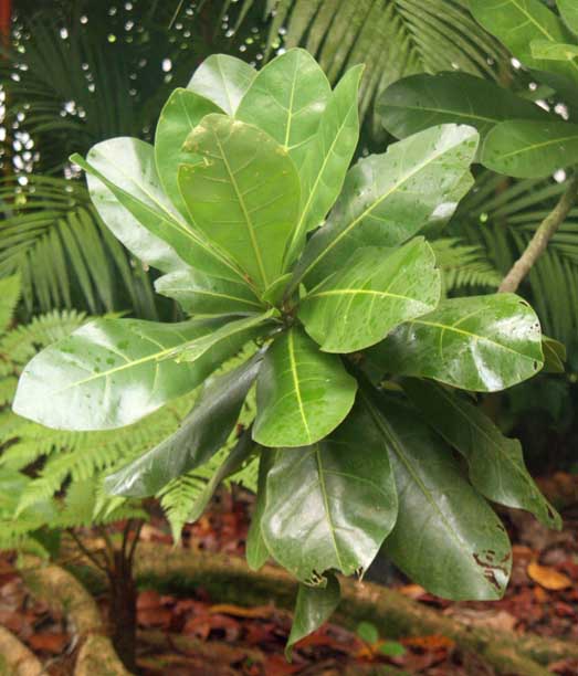 Barringtonia asiatica