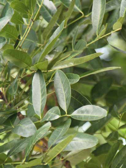 Khaya senegalensis