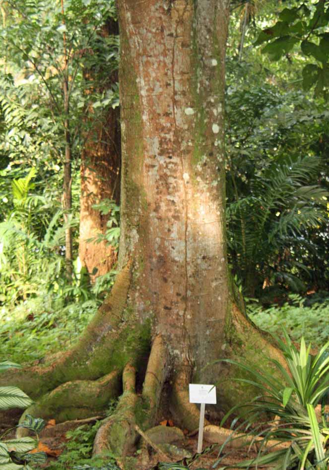 Cola gigantea