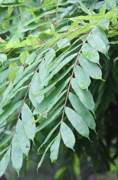 Brownea grandiceps