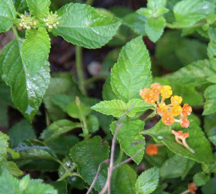 Lantana camaron