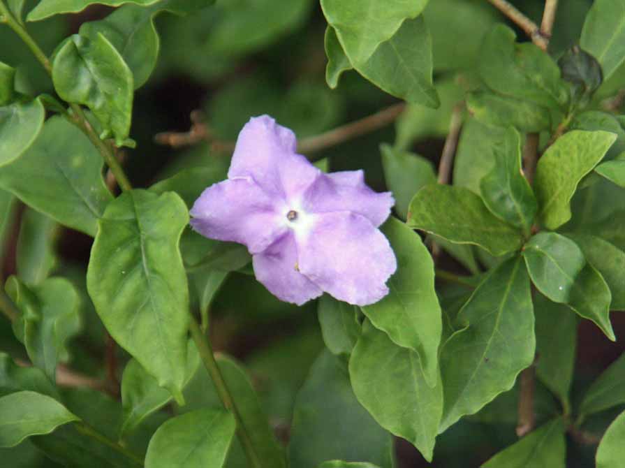 Brunfelsia calycina