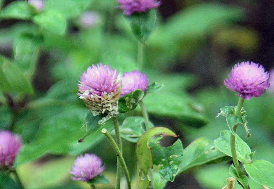 Gomphrena globosa