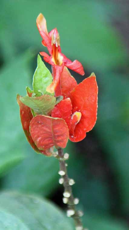 Ruellia chartacea