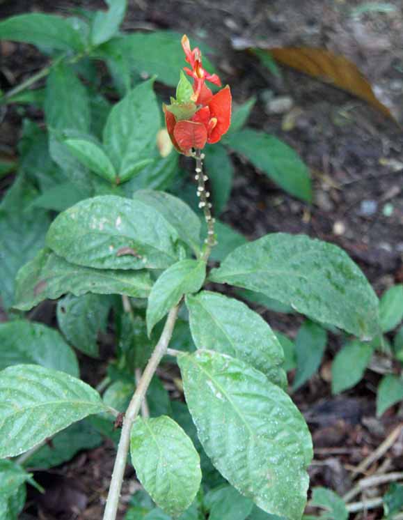 Ruellia chartacea