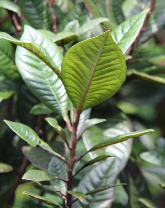 Melaleuca genistifolia