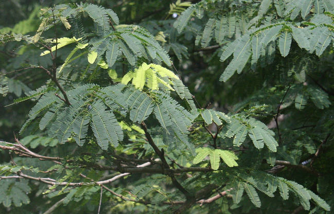 Caesalpinia coriaria