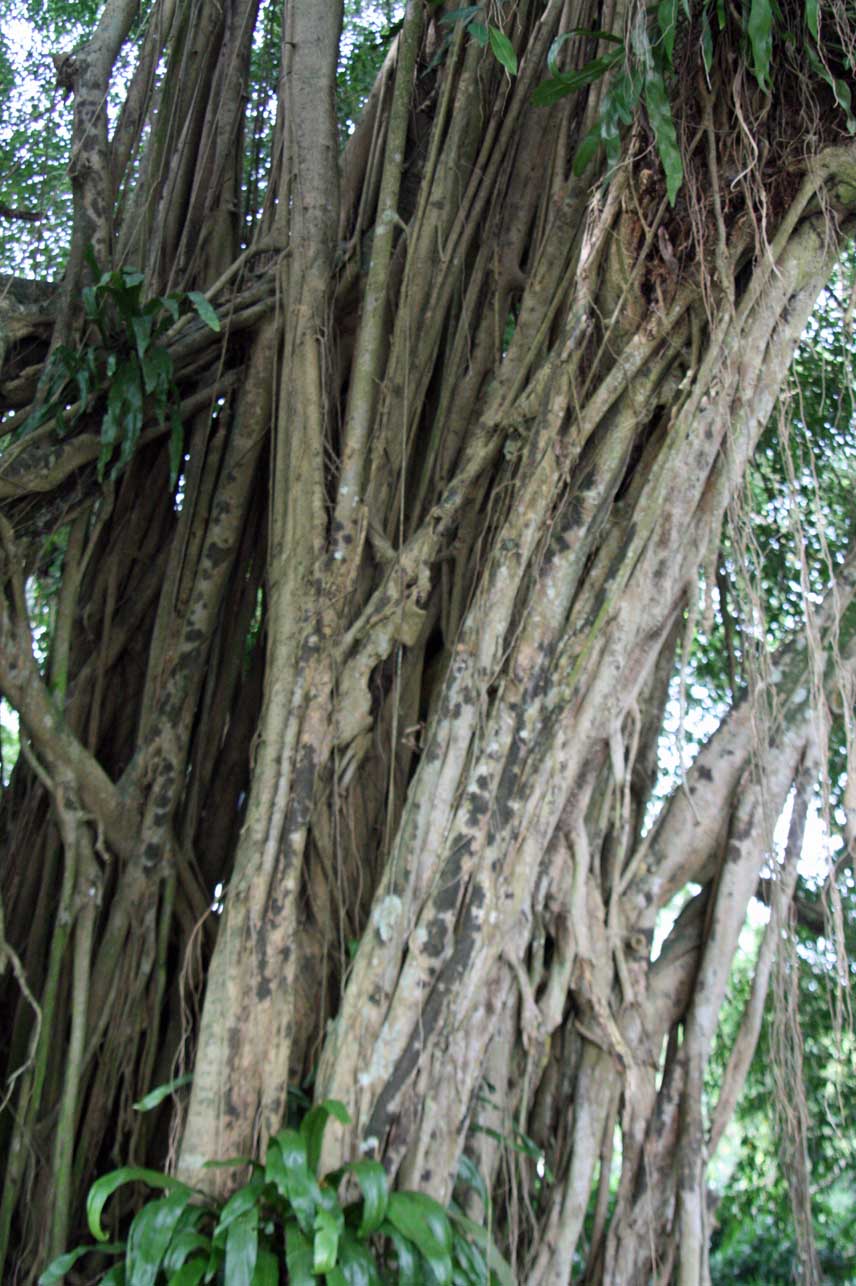 Ficus kurzii