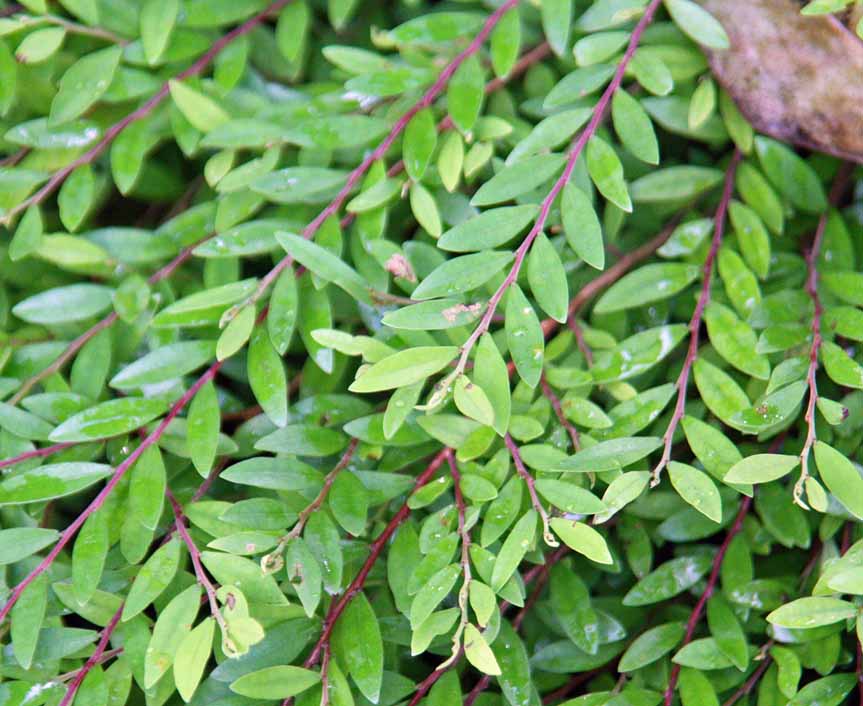 Phyllanthus myrtifolius