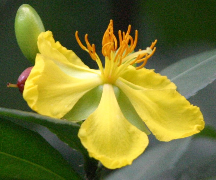 Ochna kirkii