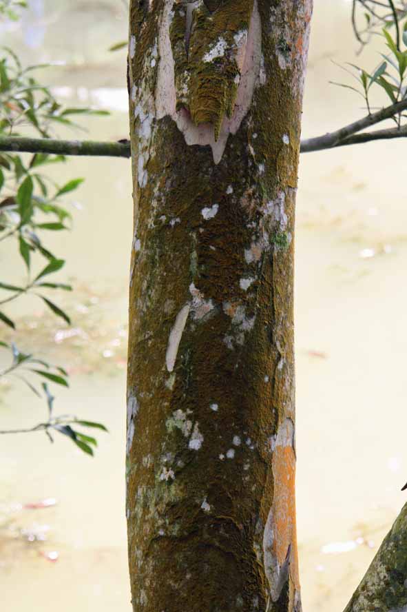 Tristaniopsis exiliflora