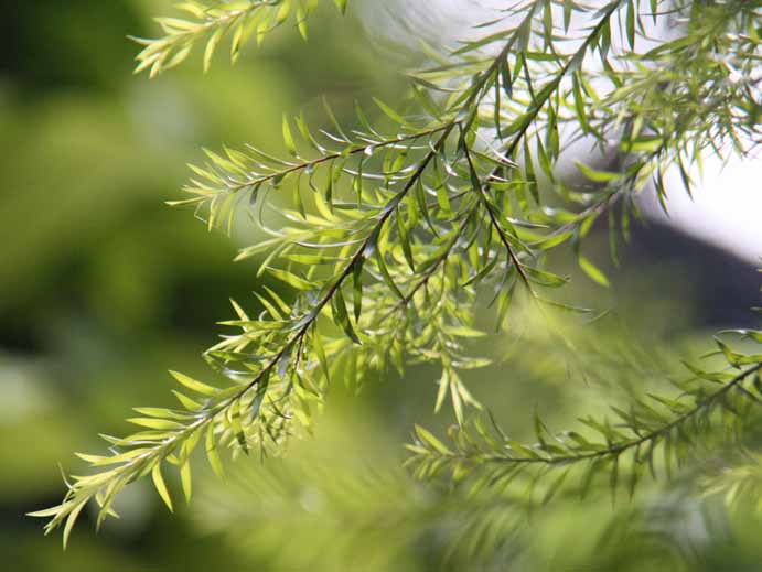 Melaleuca genistifolia