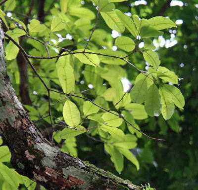 Cratoxylum formosum