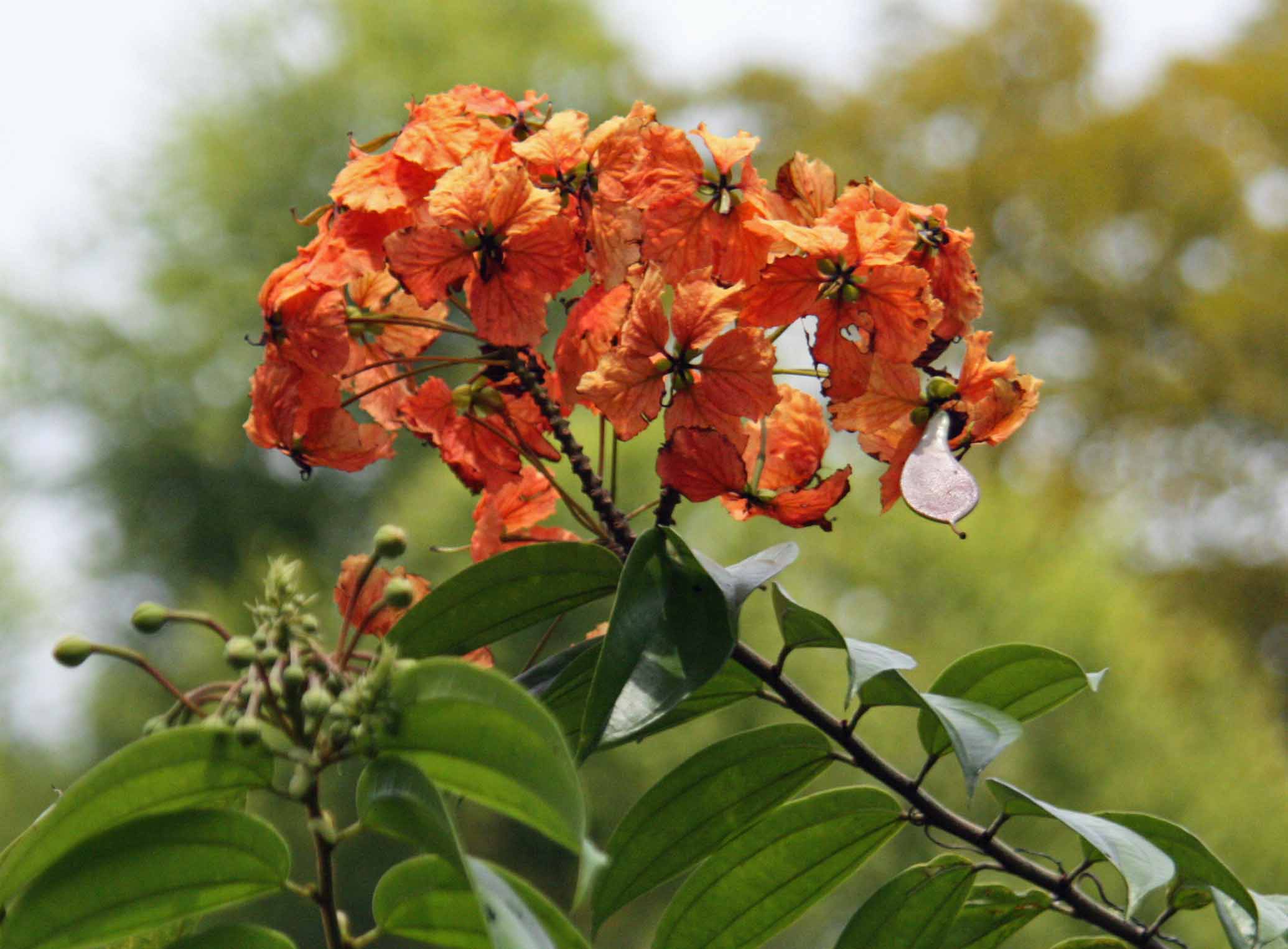 Bauhinia@kockiana