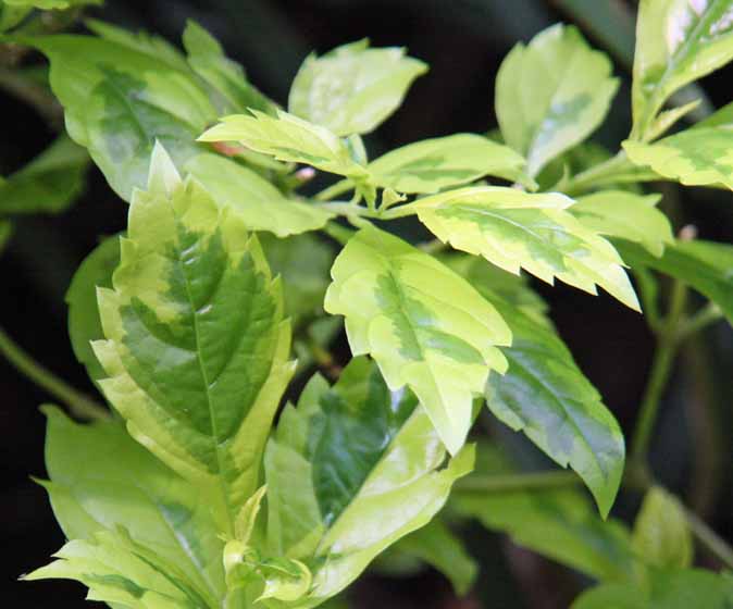 Duranta erecta